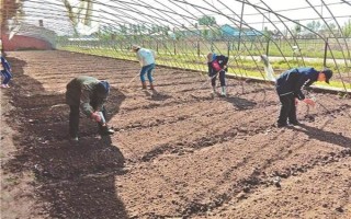 藿香的種植方法，苗高3cm及時(shí)間去過(guò)密苗