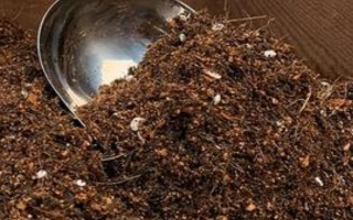 孔雀草的發(fā)芽時間，通常為播種后10天左右