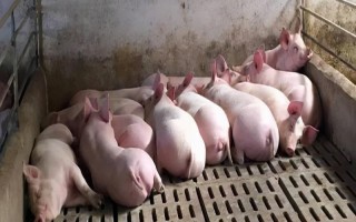 豬五號(hào)病怎么治療，用高錳酸鉀清洗潰爛部位并涂抹碘甘油