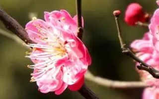 梅花如何繁殖，可嫁接、播種、扦插和壓條繁殖