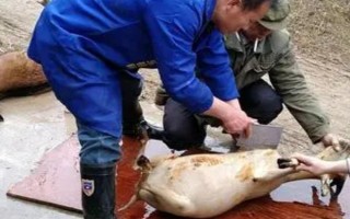 殺山羊怎么去毛，趁熱拔毛又快又干凈