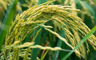 吉粳805水稻種子特點，4月上旬播種