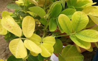 花生下針多用什么藥物，烯效唑、縮節(jié)胺、蕓苔素內(nèi)酯是適宜選擇