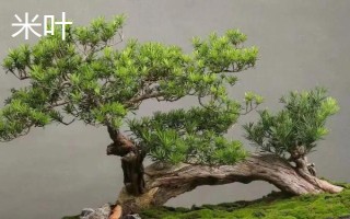 珍珠和米葉羅漢松的區(qū)別，葉片、花期和習性均不同