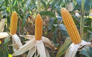 登海3622玉米品種的特性，注意防治矮花葉病和玉米螟