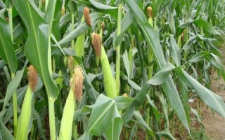 裕豐308玉米品種簡介，中上等肥力地塊種植
