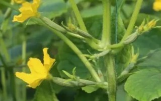 如何讓黃瓜多生雌花，可噴乙烯利或乙酸鈉鹽