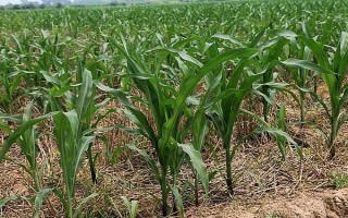 先正達(dá)408玉米種子簡(jiǎn)介，種植密度4000株/畝