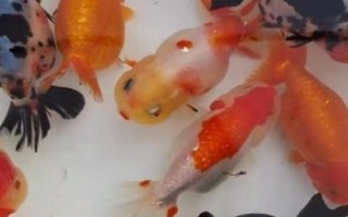 蘭壽魚的養(yǎng)殖方法，要定期換水