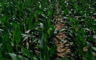 先玉1709玉米種子特點，種植密度6000株/畝左右