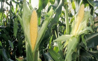CS200玉米種子特點，密度5000株/畝