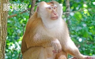 食蟹猴可以個(gè)人養(yǎng)殖出售嗎，為國(guó)家二級(jí)重點(diǎn)保護(hù)野生動(dòng)物