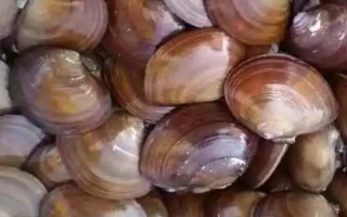紫石房蛤的產(chǎn)地，主要分布在渤海、黃海等海域