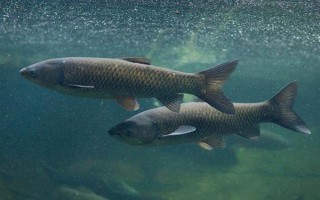 青魚吃什么食物，幼魚階段吃浮游動物