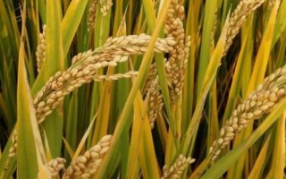 河農(nóng)絲占水稻種子介紹，晚造7月中旬播種
