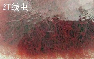 紅蟲(chóng)和紅線蟲(chóng)的區(qū)別，物種、形態(tài)和棲息環(huán)境均不同