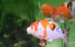 鯉魚和錦鯉有什么區(qū)別，鯉魚是食用魚、錦鯉是觀賞魚