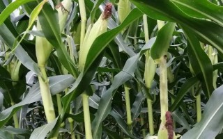 金科529玉米種子特征特性，適宜密度為3000株/畝左右