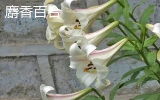 百合花屬于蜜源植物嗎，不同品種開花時間不同