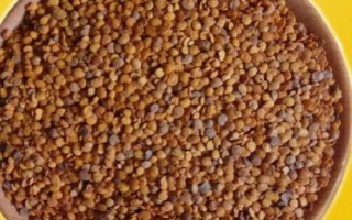 茄子的種植方法，選擇適應(yīng)當(dāng)?shù)胤N植的品種