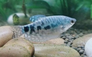 曼龍魚多久換一次水，兩至三天換一次水