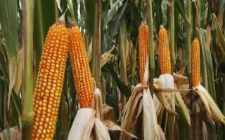 C3061玉米品種簡(jiǎn)介，4月下旬至5月上旬播種