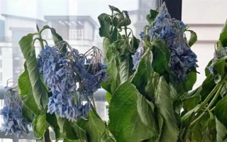 臭繡球花有沒有毒，毒素主要集中在葉片內(nèi)