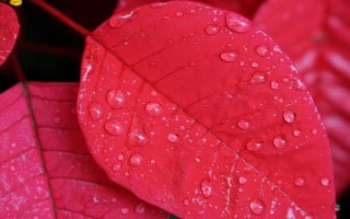 一品紅的換盆注意事項(xiàng)，可以在早春進(jìn)行
