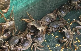 哪種餌料受到螃蟹的喜愛，可飼喂小魚蝦、螺肉等葷餌