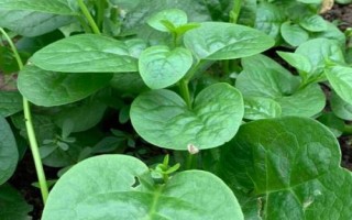 夏季哪些蔬菜可以露天種植，包括小白菜、空心菜、番茄、茄子等品種