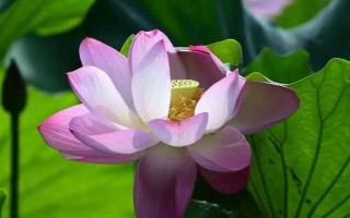 采蓮在哪個季節(jié)，通常是在夏季進行