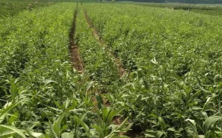 種植什么藥材能賺錢(qián)，可以選擇桔梗、金銀花、枸杞等