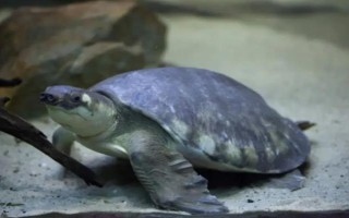 能不能用深水飼養(yǎng)烏龜，豬鼻龜、麝香龜?shù)绕贩N可以養(yǎng)在深水缸中