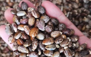 種100畝蓖麻能賺多少，收益為20-50萬不等