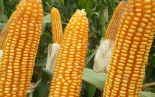 魯星1607玉米種子簡(jiǎn)介，適宜密度為每畝5000株左右