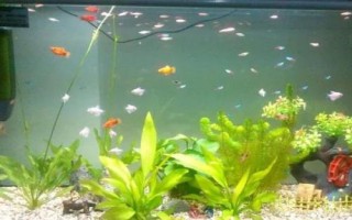 魚(yú)缸使用土霉素的劑量，根據(jù)用途調(diào)整