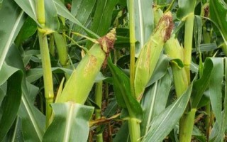 馳宇401玉米種簡介，中抗紋枯病