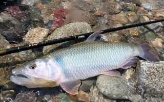 馬口魚的生活環(huán)境，常棲息在山澗溪流中