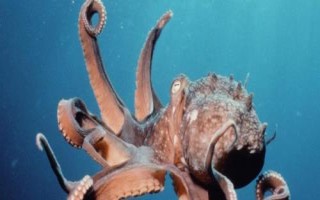 章魚有幾只觸手，一共有八條所以被叫做八爪魚