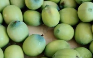 新鮮蓮子幾月份上市，通常7-8月開(kāi)始成熟