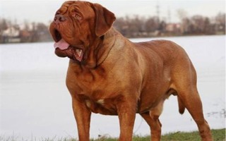 有哪些短毛大型犬，包括大丹犬、杜賓犬、羅威納犬等品種