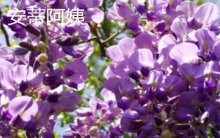 紫藤花的品種，常見(jiàn)種類為紫水晶瀑布
