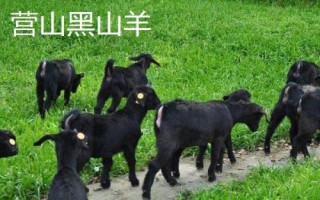 四川省營山縣的特產(chǎn)，油豆腐、咂酒、酸辣豆花很有名