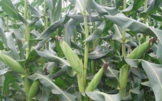 方玉406玉米種簡(jiǎn)介，密度4500株/畝左右