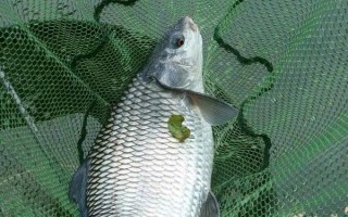 鯪魚(yú)簡(jiǎn)介，是常見(jiàn)的中下層淡水魚(yú)類