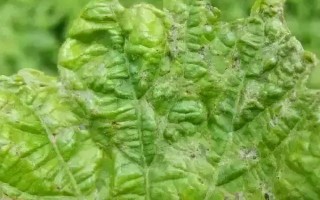 葡萄毛氈病的發(fā)生特點，葉片上會出現(xiàn)蒼白色病斑