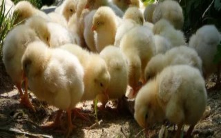 小雞能不能喝牛奶，飼喂牛奶容易拉稀