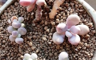 多肉葉片的扦插方法，要從生長健壯、無病蟲害的母株上選取葉片