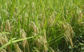 源兩優(yōu)8000水稻種簡介，全生育期135.4天