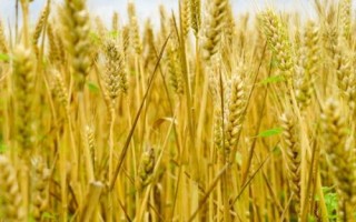 豐德存麥22品種介紹，全生育期為230.2天
